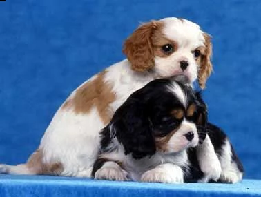 adorali cuccioli di cavalier king femminucce e maschietti disponibili per l'adozione gratuita | Foto 0