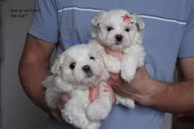 cuccioli di razza maltese disponibilicuccioli di razza maltese disponibili