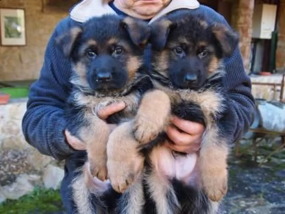 regalo pastor tadesco cuccioli disponible per l'adozione.. abbiamo