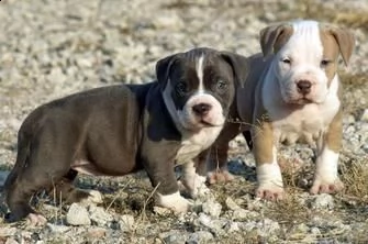 regalo adorali cuccioli di americano pitbull femminucce e maschietti  disponibili