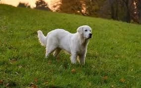  03 cuccioli mescola labrador golden retriever in adozione