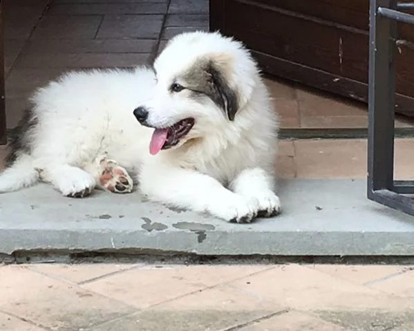 cane da montagna dei pirenei | Foto 0