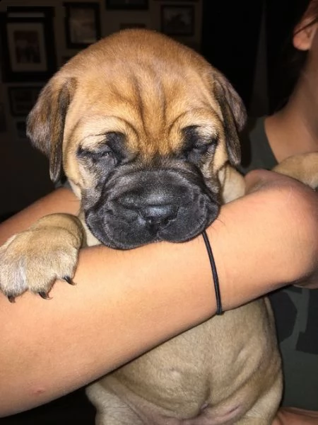 adorali cuccioli di  bull mastiff  femminucce e maschietti disponibili per l'adozione gratuita i cuc