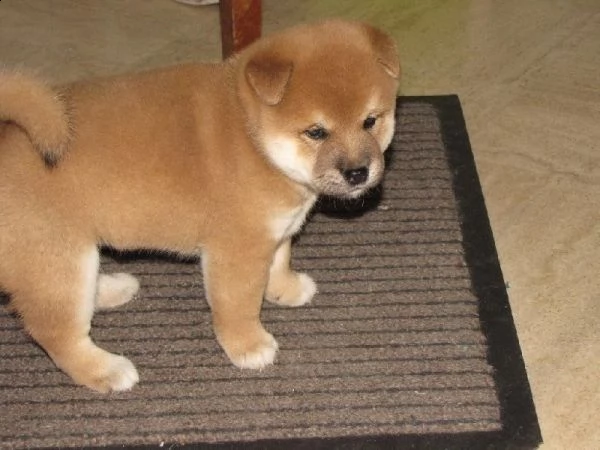 adorabili cuccioli di shiba-inu femminucce e maschietti disponibili per l'adozione gratuita i cuccio