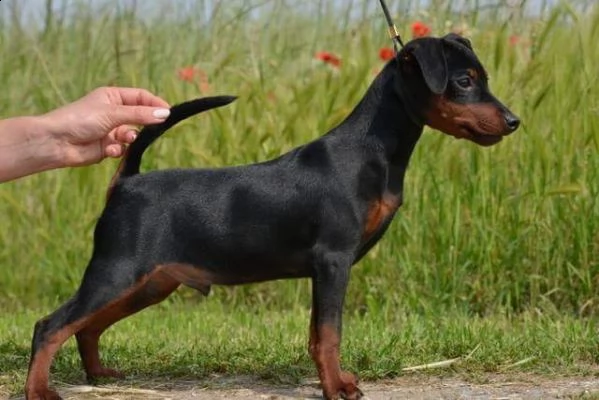 adorali cuccioli di pinscher doberman femminucce e maschietti disponibili per l'adozione 