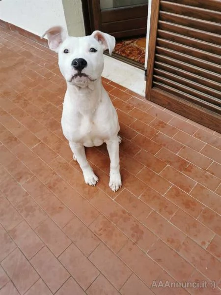 cucciola amstaff