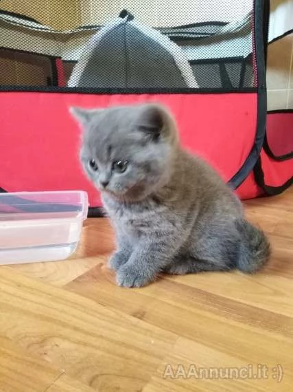 bellissimi british shorthair