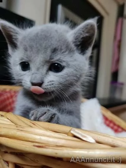 pedigree russian blue