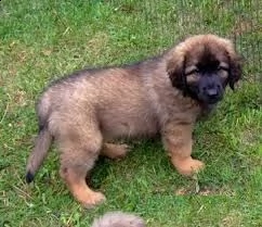 leonberger cuccioli per adozione,