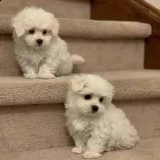 cuccioli maltesi di qualità registrati con un pedigree straordinario.