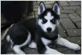 bellissimi cuccioli di husky siberiano, maschio, femmina, nero / bianco, occhi blu, soffice pellicci