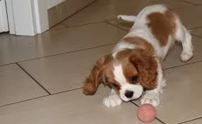 regalo bellissimo cuccioli di cavalier king con pedigree