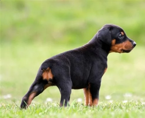 adorali cuccioli di pinscher doberman femminucce e maschietti disponibili per l'adozione