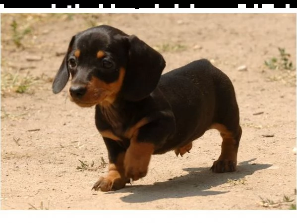 adorabili cuccioli di bassotto femminucce e maschietti disponibili per l'adozione gratuita i cucciol