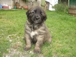 leonberger cuccioli per adozione,, andare solo in una casa di bene che sono disposti ad adottare e a | Foto 0