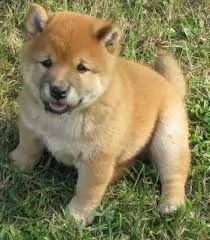 adorabili cuccioli di shiba-inu femminucce e maschietti disponibili per l'adozion