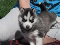 adorabili cuccioli di siberian husky femminucce e maschietti disponibili per l'adozione gratuita i c