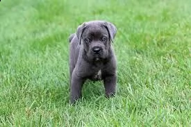 adorabili cuccioli di cane corso femminucce e maschietti disponibili per l'adozione gratuita i cucci | Foto 0