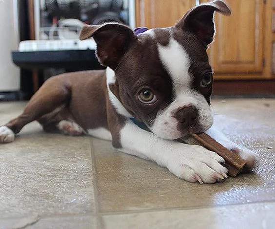 adorabili cuccioli di boston terrier femminucce e maschietti disponibili per l'adozione gratuita i c