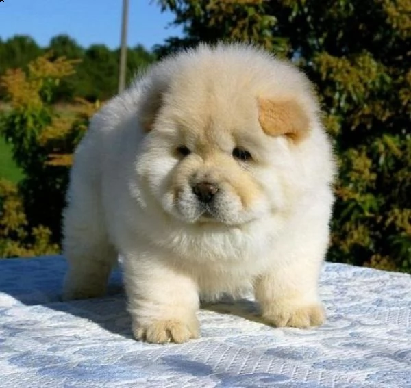 adorabili cuccioli di chow chow femminucce e maschietti disponibili per l'adozione gratuita i cuccio