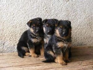 regalo cuccioli pastore tedesco maschio e femmina