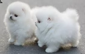 cuccioli di pomerania per adozione gratuita