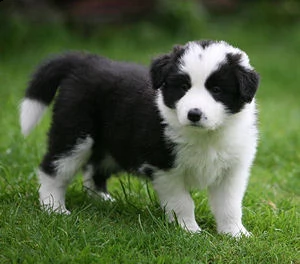 adozione cucciolo border collie con pedigree