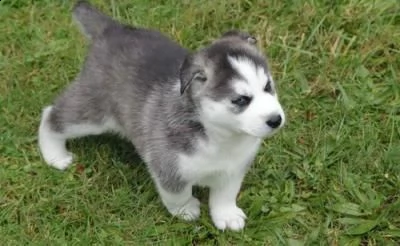 regalo cuccioli di husky siberiano  maschi e femmina.  