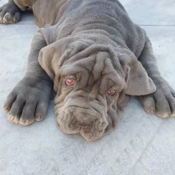 vendo mastino napoletano