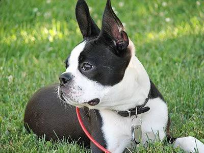 adorabili cuccioli di boston terrier femminucce e maschietti disponibili per l'adozione gratuita i c