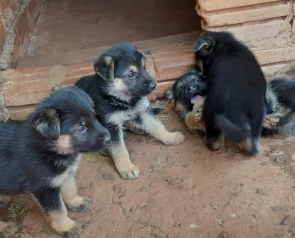 cuccioli di pastore tedesco disponibili con pedigree