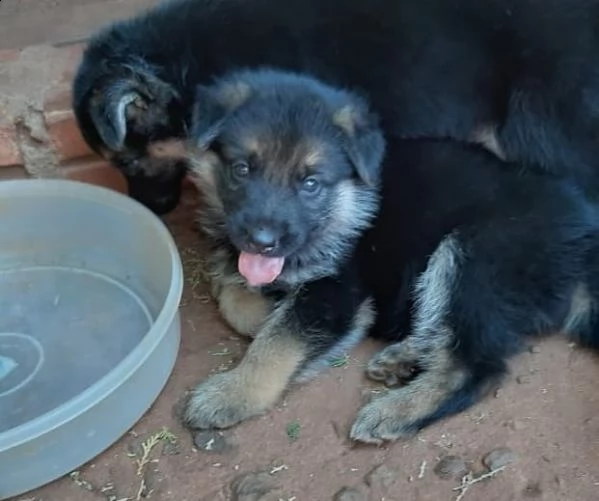 cuccioli di pastore tedesco disponibili con pedigree | Foto 0