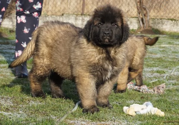 ultimi cuccioli leonberger disponibili | Foto 2