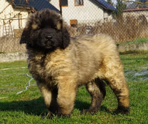 ultimi cuccioli leonberger disponibili | Foto 1