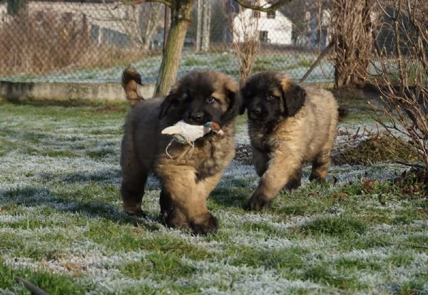 ultimi cuccioli leonberger disponibili | Foto 0