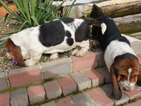 basset hound cucciolo (m + f) con documenti