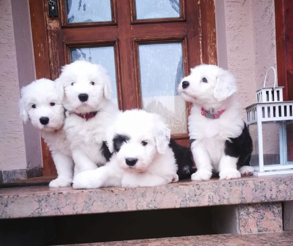 cuccioli bobtail