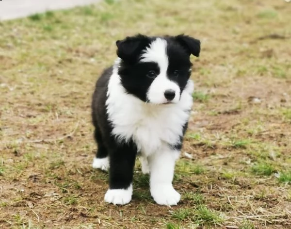 cucciolo di border collie