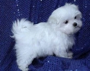 cucciolo maltese del bel viso disponibile per la nuova casa