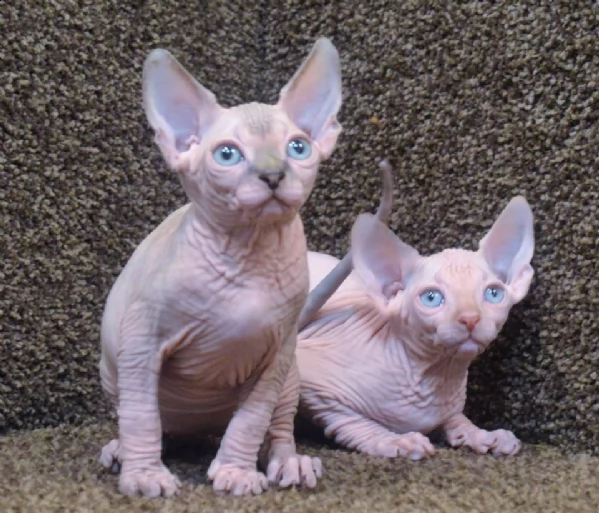  cuccioli di sphynx canadese 3 mesi