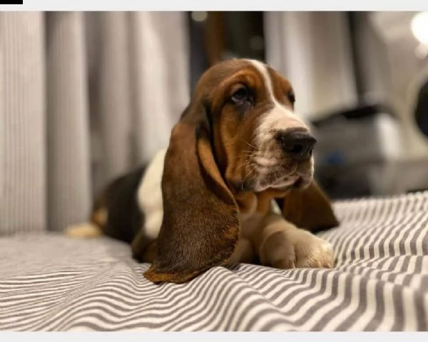 cuccioli bassethound