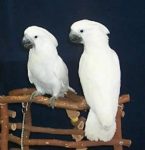 bella coppia di cacatua ombrello in vendita casa amorevole e premurosa. sono allevati in casa e tutt