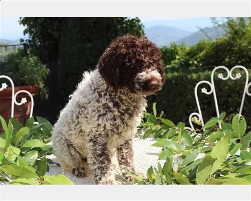 cuccioli di lagotto romagnolo 