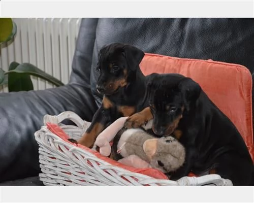 dobermann cuccioli