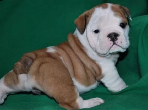 cuccioli di bulldog francese , di circa 90 giorni, 1 maschio e 2 femmine di genitori con pedigree pr