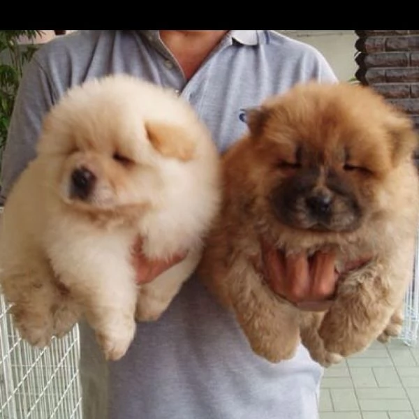 adorabili cuccioli di chow chow