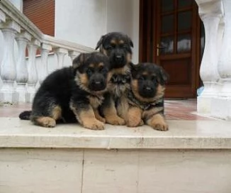 regalo cuccioli pastore tedesco maschio e femmina