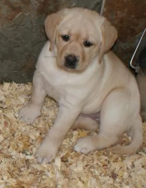 regalo labrador retriever cuccioli.