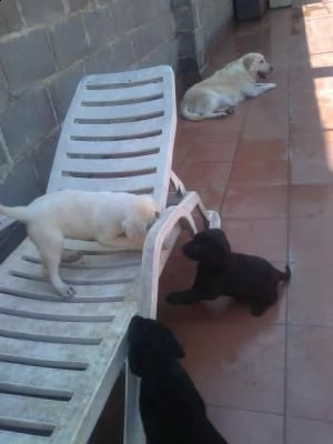 regalo labrador cuccioli disponibile per l'adozione..