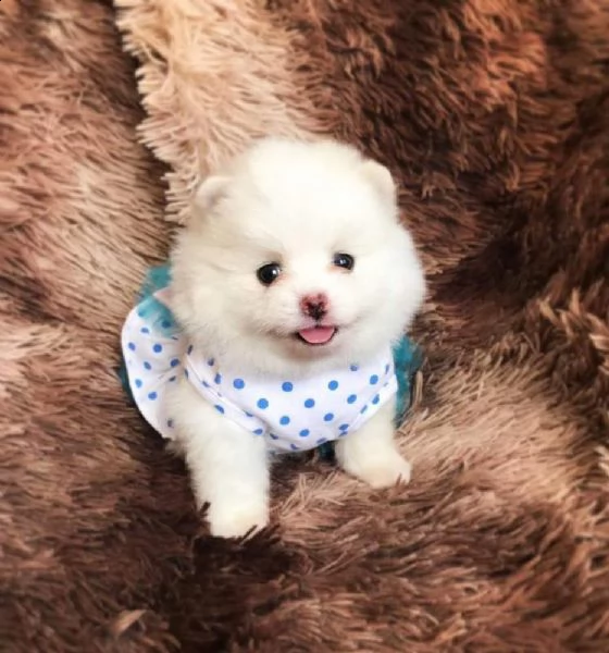 adorabili cuccioli di pomerania femminucce e maschietti disponibili per l'adozione gratuita i cuccio